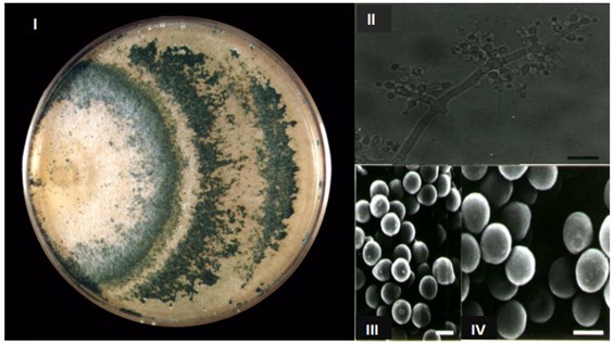 Características Do Isolado Identificado Como Trichoderma Harzianum