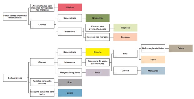 Chave Para Diagnose Visual Da Deficiência De Nutrientes Em Algodoeiro 