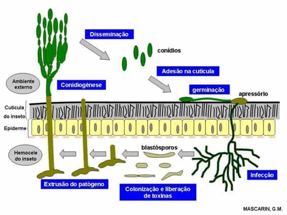 Ciclo Básico Da Relação Do Metarhizium Anisopliae Sobre A Cigarrinha-Da-Raíz Da Cana De Açúcar (Mahanarva Fimbriolata