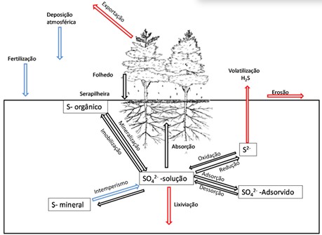 Ciclo Do Enxofre Em Povoamentos Florestais Com Suas Principais Entradas (Setas Azuis), Transformações (Setas Pretas) E Saídas (Setas Vermelhas). 