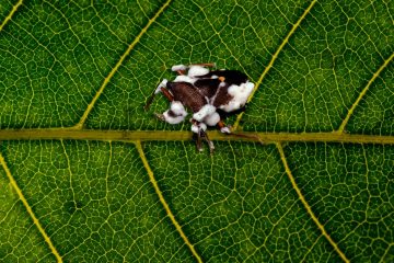 Conheça O Microrganismo Beauveria Bassiana E Seus Benefícios Para A Agricultura - Conheca O Microrganismo Beauveria Bassiana E Seus Beneficios Para A Agricultura