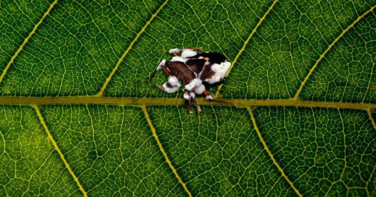 Conheça O Microrganismo Beauveria Bassiana E Seus Benefícios Para A Agricultura - Conheca O Microrganismo Beauveria Bassiana E Seus Beneficios Para A Agricultura