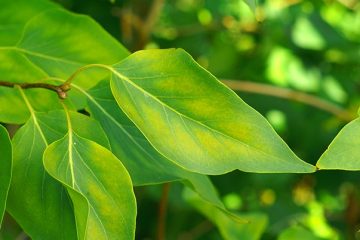 Conheça Quais São Os X Sintomas De Deficiência De Enxofre Nas Plantas