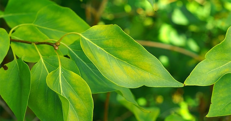 Conheça Quais São Os X Sintomas De Deficiência De Enxofre Nas Plantas