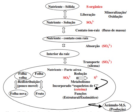 Dinâmica Do Enxofre No Sistema Solo-Planta.