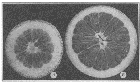 Efeito Da Deficiência De Enxofre Em Frutos De Laranjas, Evidenciando Principalmente O Espessamento Da Casca Presentes No Fruto Deficiente (A) Em Comparação Com Um Que Recebeu A Nutrição Adequada (B)