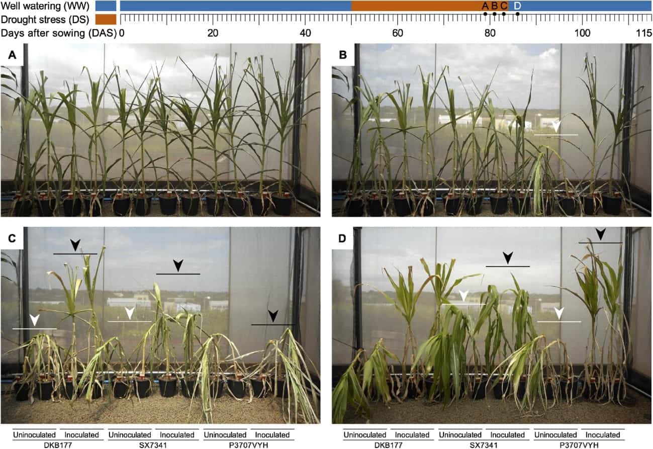 Progressão Dos Efeitos Do Estresse Hídrico Em Três Híbridos Comerciais De Milho Sob Diferentes Tratamentos Com Microrganismos (A, B E C), Evidenciando As Plantas Que Conseguiram Se Recuperar Após O Período De Estresse Hídrico Com A Irrigação Do Sistema (D). (Fonte: Armanhi Et Al., 2021)