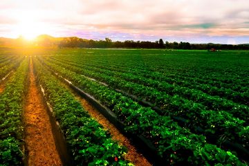 Quais São As Vantagens De Se Usar Fontes Combinadas De Enxofre E Potássio Na Agricultura? - Quais Sao As Vantagens De Se Usar Fontes Combinadas De Enxofre E Potassio Na Agricultura