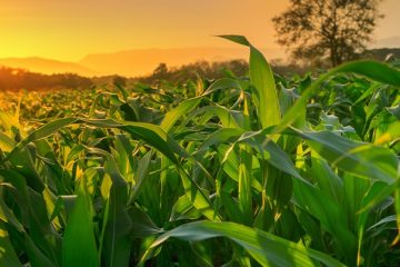 Sinergismo Entre Enxofre E Nitrogênio: A Relação Entre Esses Nutrientes Pode Beneficiar As Plantas? - Qual A Importancia Do Sinergismo Entre Enxofre E Nitrogenio E Quais Beneficios Ela Pode Trazer Para As Plantas