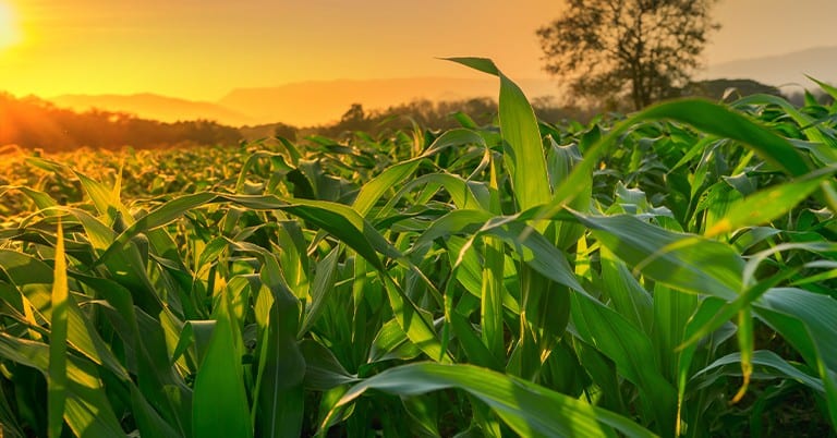 Sinergismo Entre Enxofre E Nitrogênio: A Relação Entre Esses Nutrientes Pode Beneficiar As Plantas? - Qual A Importancia Do Sinergismo Entre Enxofre E Nitrogenio E Quais Beneficios Ela Pode Trazer Para As Plantas