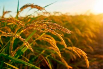 Qual É A Importância Do Enxofre Na Cultura Do Arroz