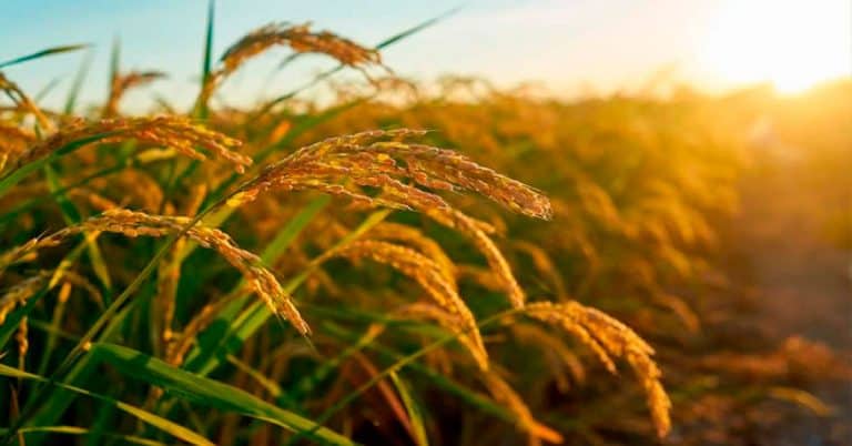 Qual É A Importância Do Enxofre Na Cultura Do Arroz