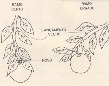 Representação Esquemática Da Coleta De Folhas Para Análises Foliares. 