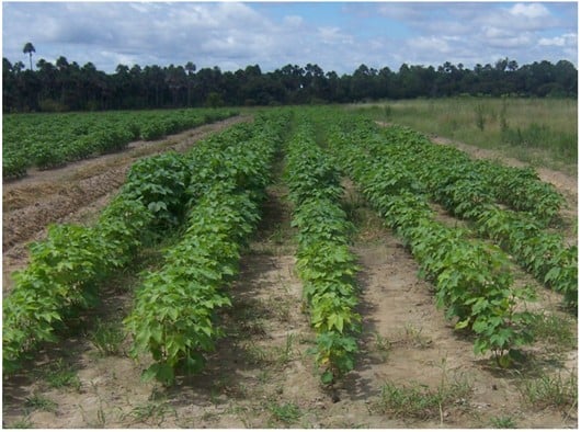 Sintoma De Deficiência De Enxofre Em Algodoeiro (Plantas À Frente) Em Comparação A Algodoeiros Adubados Com Enxofre (Plantas Ao Fundo) 