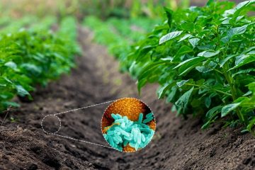 Como As Bactérias Do Gênero Thiobacillus Atuam Na Disponibilização De Enxofre Para As Plantas