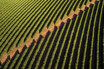 Entenda Em 3 Pontos Como Aplicar Enxofre Nas Plantas Da Maneira Correta