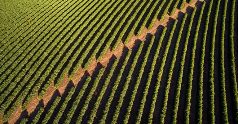 Entenda Em 3 Pontos Como Aplicar Enxofre Nas Plantas Da Maneira Correta