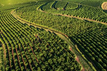 Entenda Os Mecanismos Do Microrganismo Bacillus Aryabhattai Envolvidos Na Promoção De Crescimento De Plantas