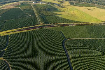 Entenda Quais As Vantagens De Aplicar Fertilizantes Com Enxofre Na Lavoura