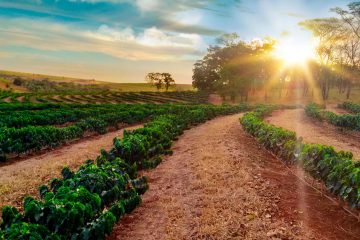 Enxofre Para Plantas Adubação E Sintomas De Deficiência