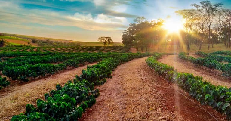 Enxofre Para Plantas Adubação E Sintomas De Deficiência