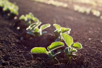 Como A Rizobactéria Bacillus Aryabhattai Pode Contribuir Para Nutrição De Plantas