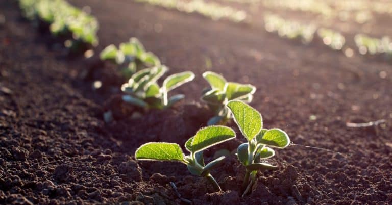 Como A Rizobactéria Bacillus Aryabhattai Pode Contribuir Para Nutrição De Plantas