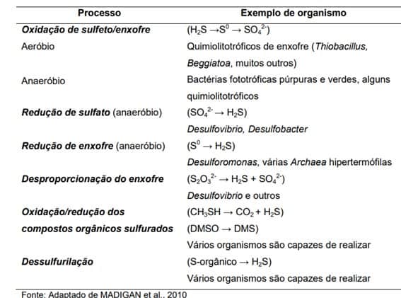 Principais Gêneros De Microrganismos Envolvidos No Ciclo Do Enxofre.