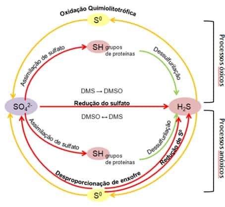 Representação Esquemática Do Ciclo Redox Do Enxofre, Sendo O Processo De Oxidação Indicados Pelas Setas Amarelas E As Reduções, Pelas Vermelhas.