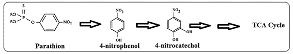 Via Proposta Para A Degradação Do Paration Por Bacillus Aryabhattai Sanps1. 