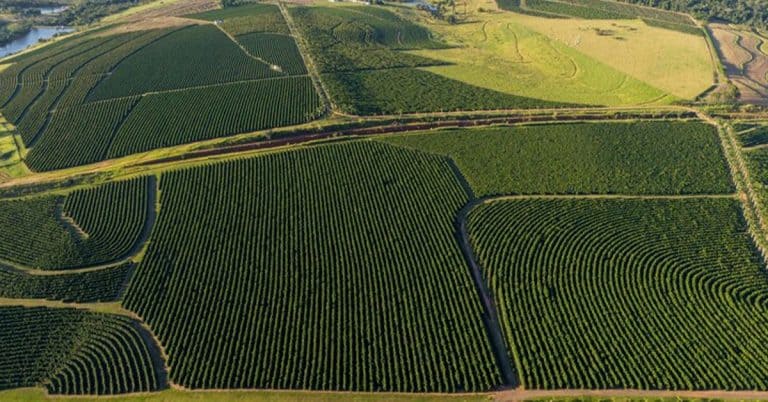 Professora Da Universidade Federal De Goiás Fala Sobre O Potencial Do K Forte® Para A Agricultura