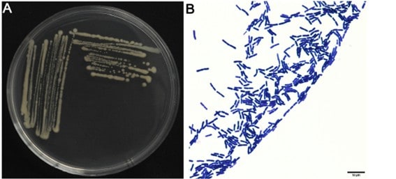 Características Morfológicas Do Bacillus Aryabhattai Sneb517 Em Caldo De Lisogenia.