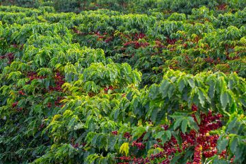 Como A Produtividade Do Cafeeiro É Influenciada Pelo Magnésio