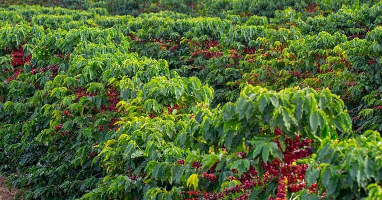 Como A Produtividade Do Cafeeiro É Influenciada Pelo Magnésio