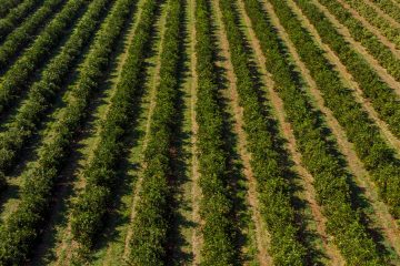 Conheça 3 Fontes De Magnésio Para Agricultura