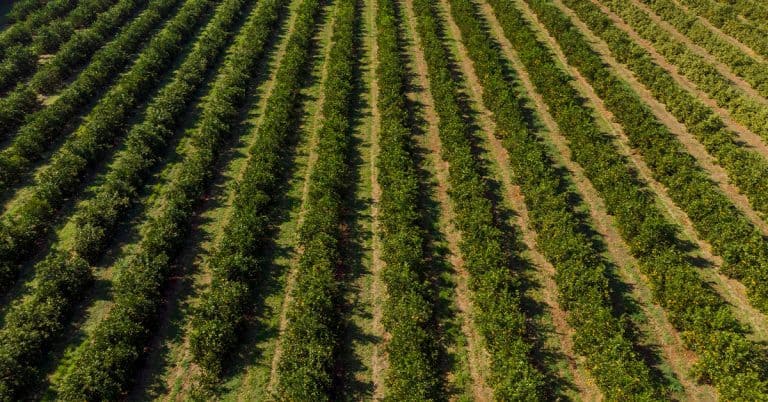 Conheça 3 Fontes De Magnésio Para Agricultura