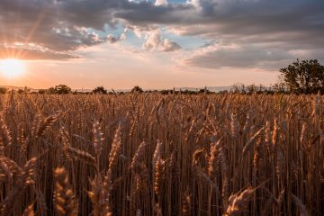 O Papel Da Rizobactéria Bacillus Aryabhattai Na Mobilização E Na Biofortificação De Zinco Da Soja E Do Trigo