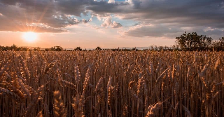 O Papel Da Rizobactéria Bacillus Aryabhattai Na Mobilização E Na Biofortificação De Zinco Da Soja E Do Trigo