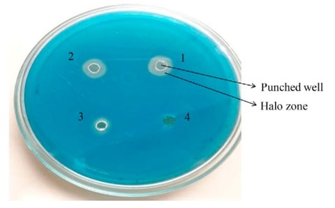 Presença Do Halo Ao Redor Da Zona De Inoculação De Uma Cepa De Bacillus Aryabhattai (1) Em Ensaio Cas, Indicando A Produção De Sideróforos