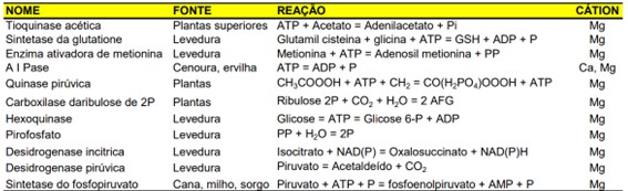 Principais Enzimas Ativadas Pelo Magnésio. 