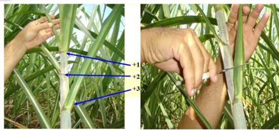 Processo De Identificação E Amostragem De Folhas De Cana Para Análise Foliar. 