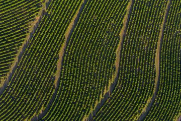 Qual A Importância Do Potássio Na Fertilidade Do Solo