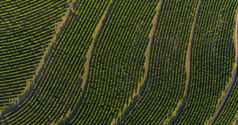 Qual A Importância Do Potássio Na Fertilidade Do Solo