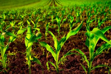 Qual É A Função Do Magnésio Nas Plantas