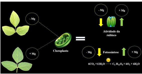 Sintomatologia E Resposta Fotossintética De Plantas Sob Suprimento Adequado E Deficiência De Magnésio
