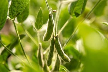 Uso Da Rizobactéria Bacillus Aryabhattai Para Controle Do Nematoide De Cisto Da Soja