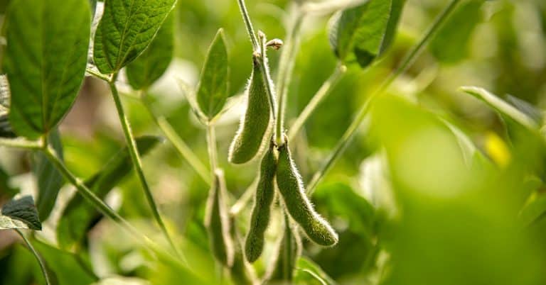 Uso Da Rizobactéria Bacillus Aryabhattai Para Controle Do Nematoide De Cisto Da Soja