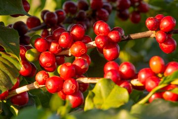 Agrônomo De Alpinópolis-Mg Fala Sobre Os Benefícios Do K Forte® Para A Cafeicultura