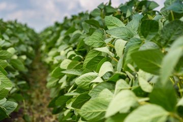 Produtor Agrícola Conta Como O K Forte® Ajudou A Reduzir Os Problemas Causados Pelo Veranico Na Soja