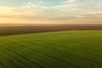 O Potencial Da Rizobactéria Bacillus Aryabhattai No Controle De Doenças Fúngicas E Promoção Do Crescimento Das Plantas